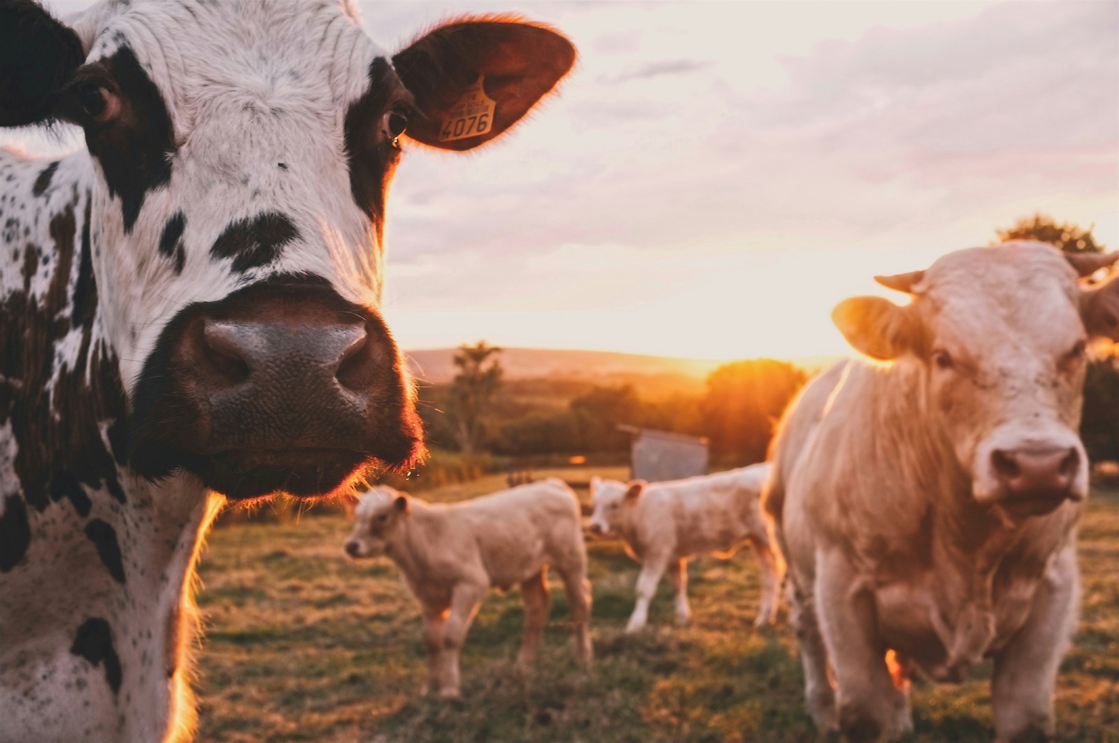 Organic Farm Visit